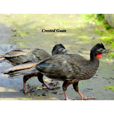 Crested Guan